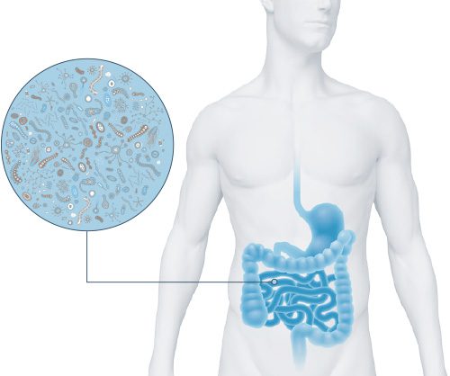 microbiota intestinal e imunidade