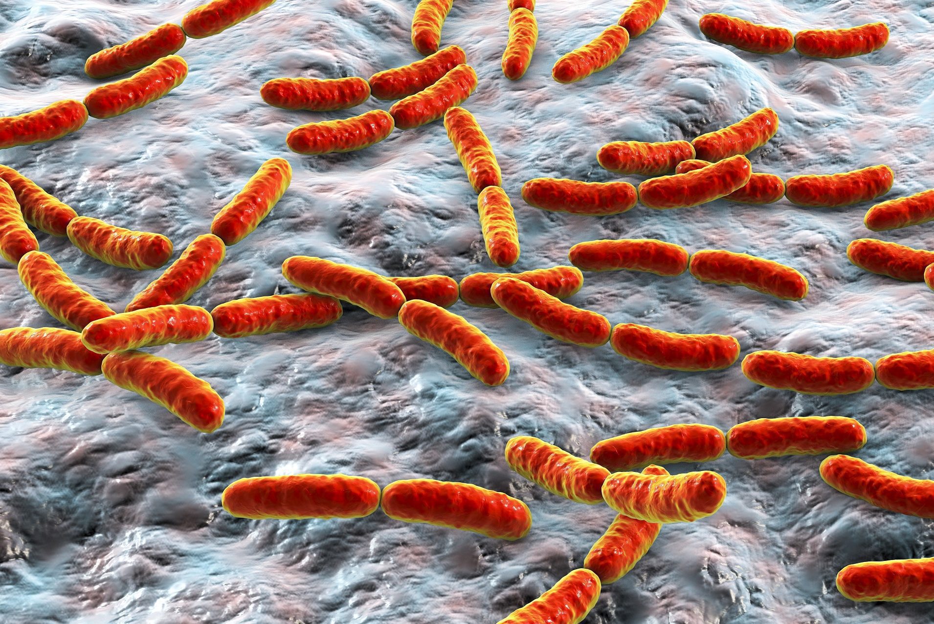 bactérias da microbiota intestinal